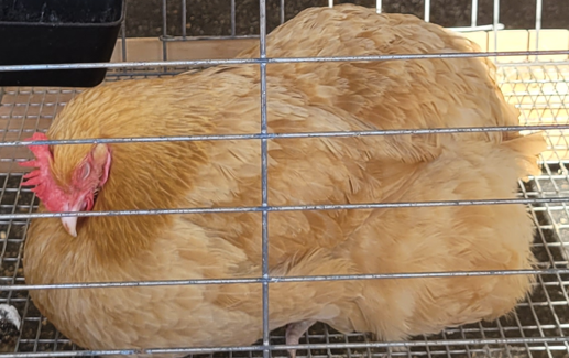 <p>What type of hen is this?</p>