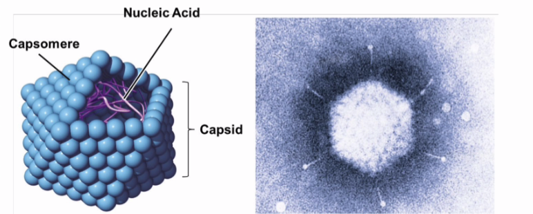 <p>what kind of virus shape is this? </p>