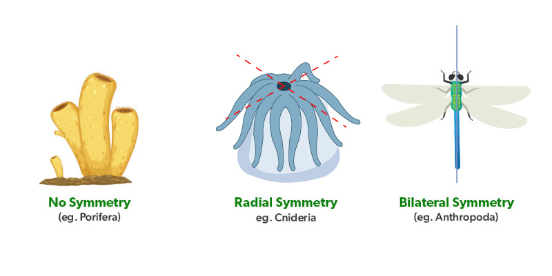 <p>Diploblastic animals with radial symmetry</p>