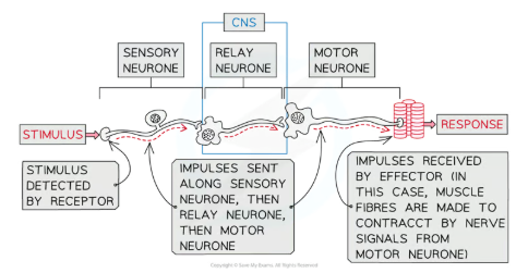 <p>how nervosu system detects changes in environemnt and responds</p>