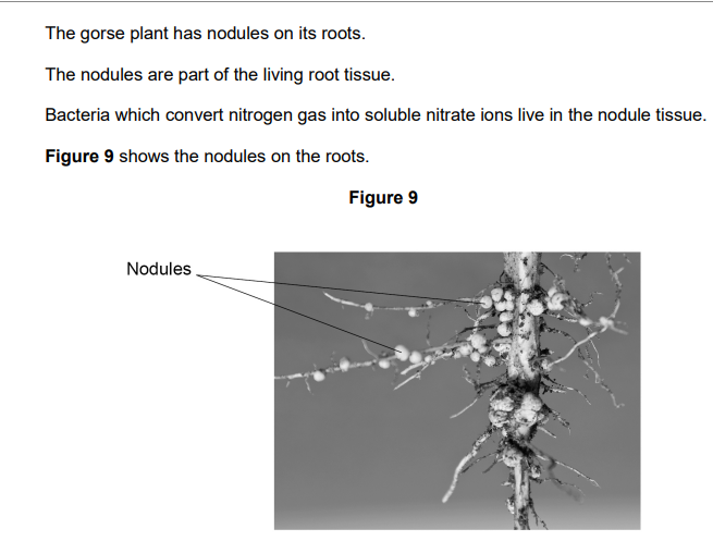 <p>2020: Explain how the nodules benefit the gorse plant (2)</p>