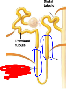 <p>What is the nephron loop made of</p>