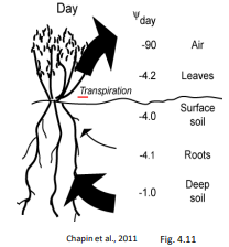 <p>Water potential gradient as the driving force of T (transpiration)?</p>