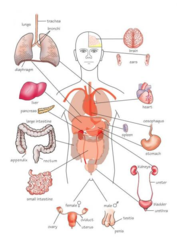 <p>structure composed of at least 2 tissue types that performs a specific function for the body.</p>