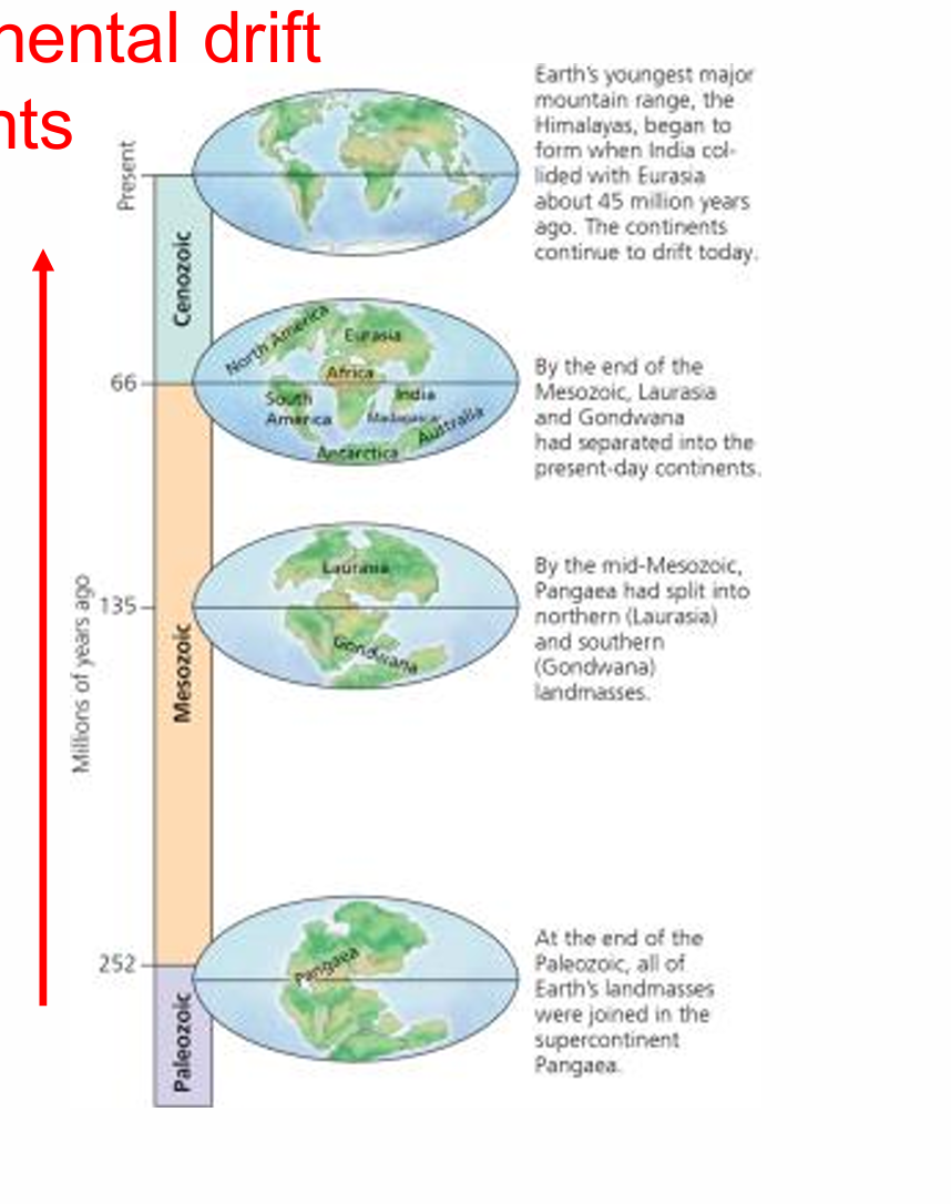 <p>Plate tectonics with continental drift ‘reorganized’ the continents</p><ul><li><p>The movement of tectonic plates on the surface of the earth reconfigurated the landmasses throughout geological history</p></li><li><p>lead to biogeographic regions</p></li></ul><p></p>
