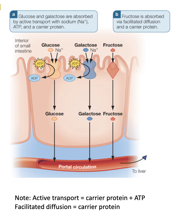 <ul><li><p>glucose: active transport</p></li><li><p>fructose: facilitated diffusion</p></li><li><p>galactose: active transport</p></li></ul><p></p>
