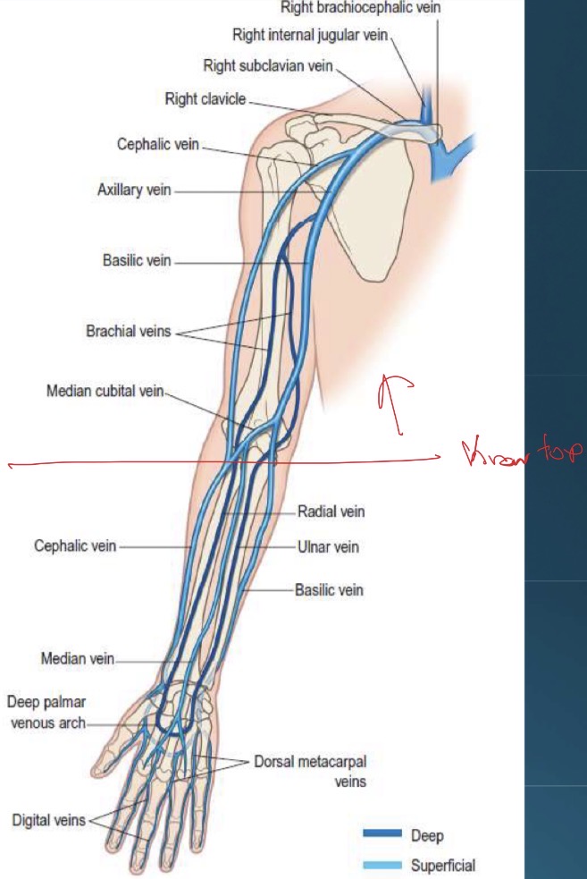 <p>Deep: brachial veins (paired), axillary vein, and subclavian vein</p><p>Superficial: Basilic and cephalic veins; they travel from wrist to shoulder and communicate with each other at antecubital fossa via the median cubital vein</p>