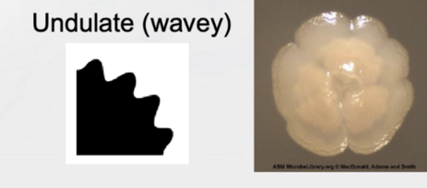 <p>A wavy colony edge.</p>