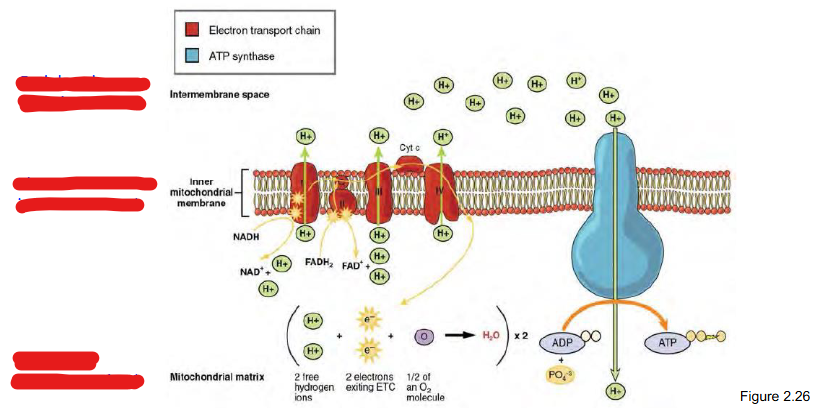 <p>Locations of Cellular Respiration in Prokaryotes</p>