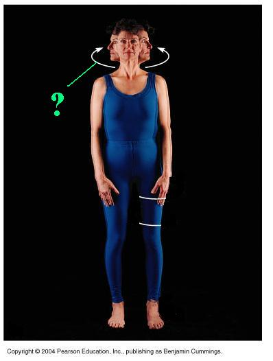 <p>Identify the indicated body movement</p>
