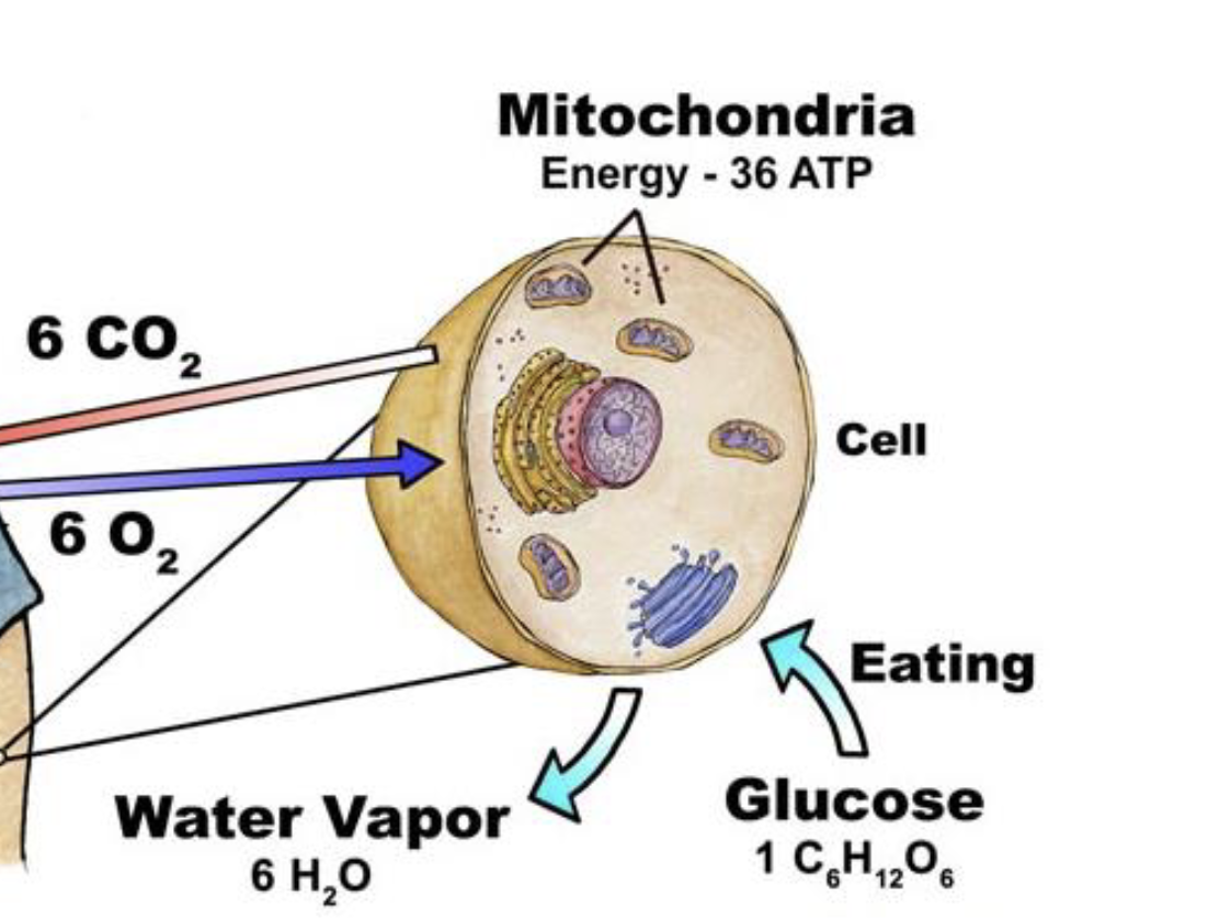 <ul><li><p>what is going on in the mitochondria</p></li><li><p>intracellular reactions with oxygen (final electron acceptor) to produce energy in the form of ATP</p></li></ul><p></p>