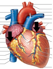 <p>Identify the structure</p>
