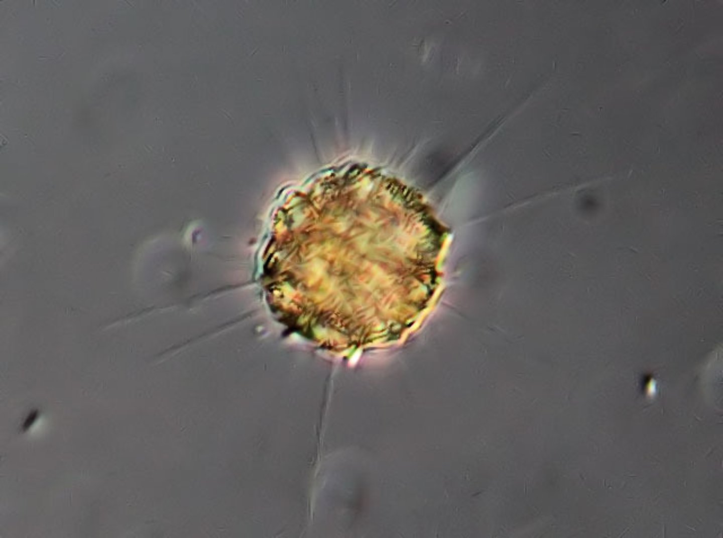 <p>Sister taxa to fungi</p>