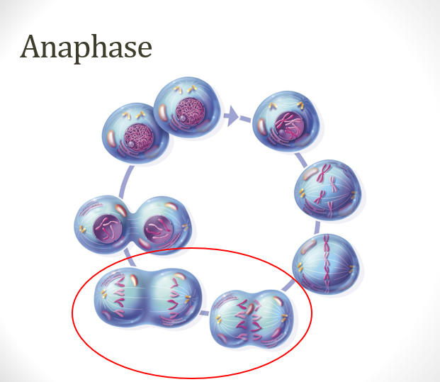 <p>chromatids <strong>separate </strong>at <strong>centromeres</strong></p><p>chromatids move to <strong>opposite </strong>poles of cell</p><p><strong>same </strong>number of <strong>single</strong>-<strong>copy chromosomes </strong>should be at each pole</p>