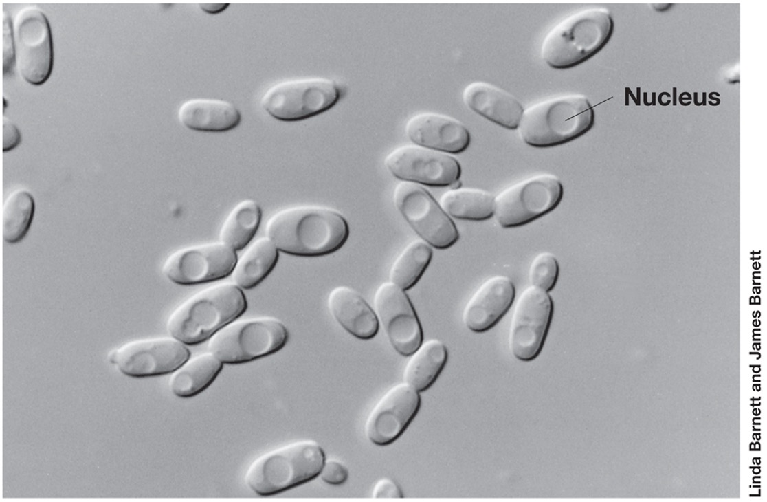 <ul><li><p><span><em>uses a polarizer to create two distinct beams of polarized light (light in single plane)</em></span></p></li><li><p><span><em>gives structures such as nuclei and bacterial inclusions a three-dimensional appearance</em></span></p></li></ul><p></p>