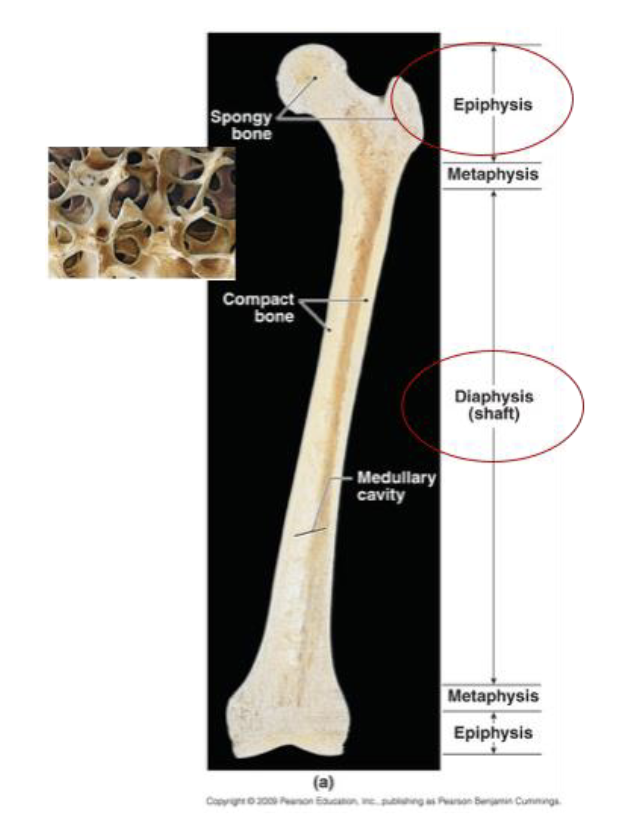 <p>Compact  bone: Dense outer layer</p><p>Spongy bone: Honeycomb like bone found within</p><p></p><p>Connective tissue: </p><ul><li><p>Periosteum covers outside of the impact bone</p></li><li><p>Endosteum covers the inside portion </p></li></ul><p></p><p>Long Bone structure:</p><ul><li><p>Diaphysis: Forms long axis, tubular shaft</p></li><li><p>Epiphyses: The end of long bones, made up of compact bone and spongy bone </p></li><li><p>Metaphysis: Region between diaphysis and epiphysis and contains the growth plate</p></li></ul><p></p>
