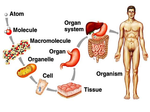<p>1) Chemical Level</p><p>2) Cellular Level</p><p>3) Tissue Level</p><p>4) Organ Level</p><p>5) Organ System Level</p><p>6) Organismal level</p><p></p><p><em>side note: these function together to form the next (physiology & anabolism)</em></p>