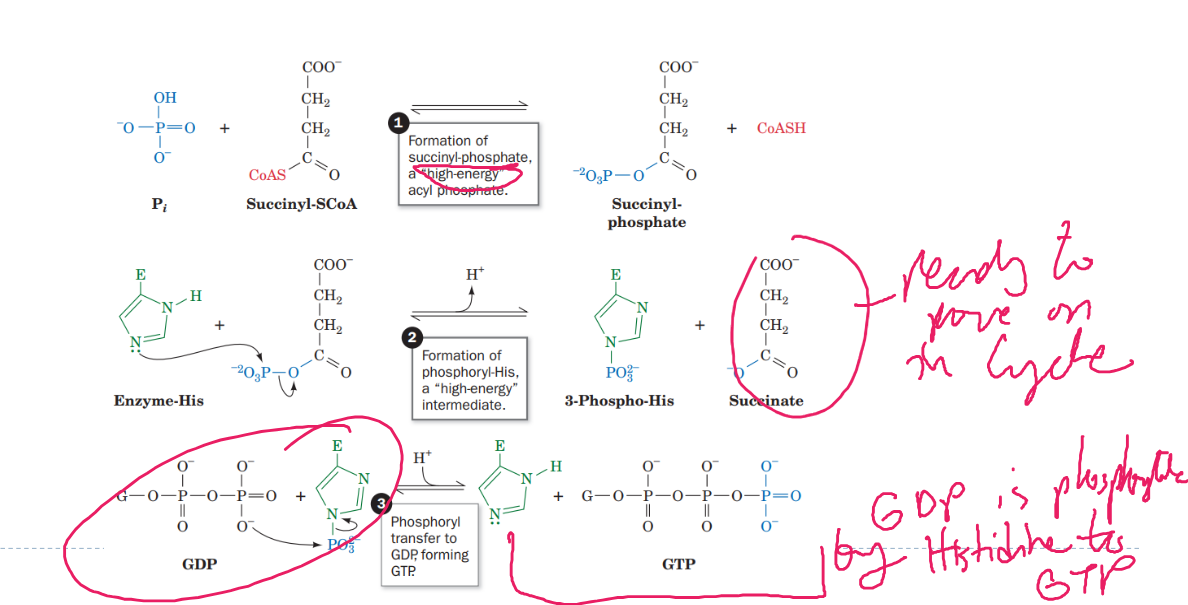 <p>Pi + Succinyl-CoA → Succinyl-Pi + CoASH</p><p></p><p>Pi, Succinyl-Pi, Succinate</p><p></p><p>GDP, Pi, Enzyme Histidine</p><p></p><p></p>