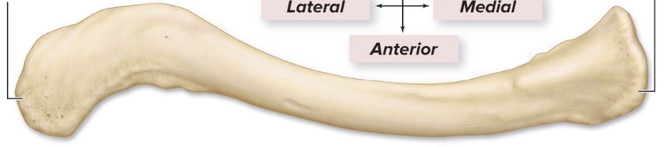 <p>What bone?</p>