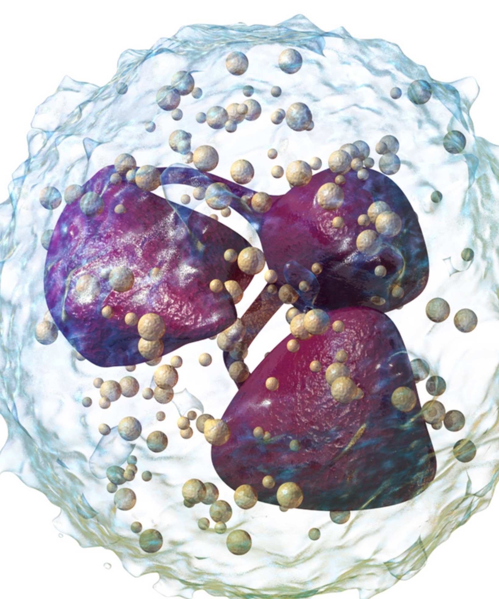 <p>What type of leukocyte is presented ?</p>
