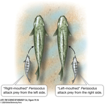 <ul><li><p><span>Genetic variation normally results in having two or more phenotypic variations within the same population. </span></p></li><li><p>The frequency of each phenotype determines the individual fitness</p><ul><li><p>Think back to the example of right and left mouthed scale eaters</p><ul><li><p><span>Prey fish are more likely to be attacked if they have to watch <strong><em>both sides </em></strong>for predators</span></p></li><li><p><span>This favors equal numbers of right- and left-mouthed scale-eaters in a population</span></p></li></ul></li></ul></li></ul><p></p>