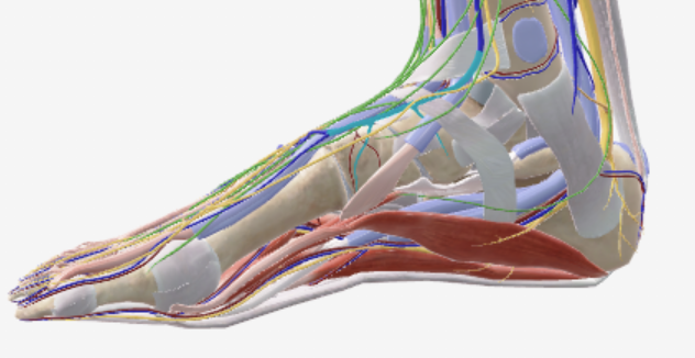 <p>Oppervlakkig, voetrug</p>