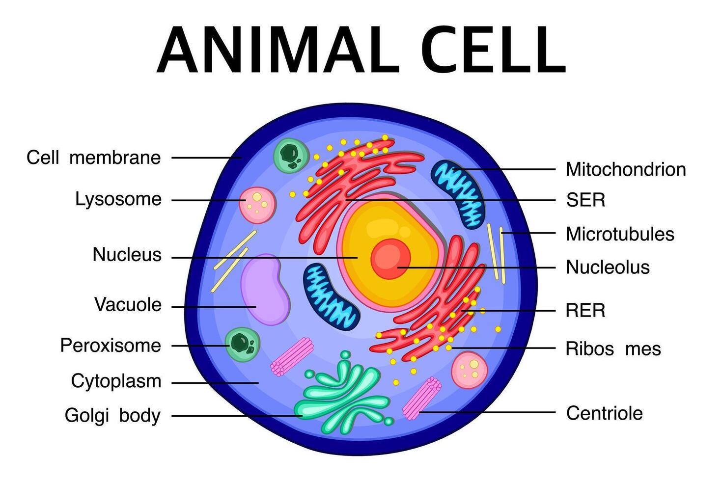 <ul><li><p>Lysosome </p></li><li><p>Centrosome</p></li></ul><p></p>