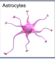 <ul><li><p>central nervous system</p></li><li><p>cook</p></li><li><p>monitors chemical environment of neuron</p></li><li><p>nourishment for neuron</p></li></ul><p></p>