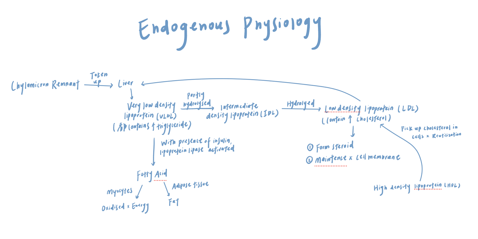 <ul><li><p><span>The liver synthesizes VLDL, which contains a high level of triglycerides</span></p></li><li><p><span>VLDL is broken down by lipoprotein lipase into free fatty acids, which are used by … </span></p><ul><li><p><span>Adipose tissue for storage</span></p></li><li><p><span>Muscle for energy</span></p></li></ul></li><li><p><span>VLDL is hydrolysed into intermediate-density lipoprotein (IDL) → Then hydrolysed into low-density lipoprotein (LDL) </span></p></li><li><p><span>LDL contains a high level of cholesterol, which is important for …</span></p><ul><li><p><span>Maintaining cell membranes </span></p></li><li><p><span>Steroid hormone synthesis</span></p></li></ul></li></ul><p></p>