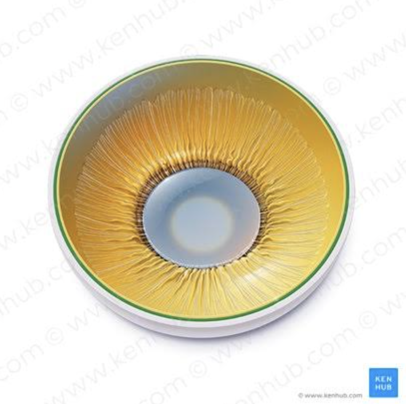 <p>Nourishes the eye.</p>