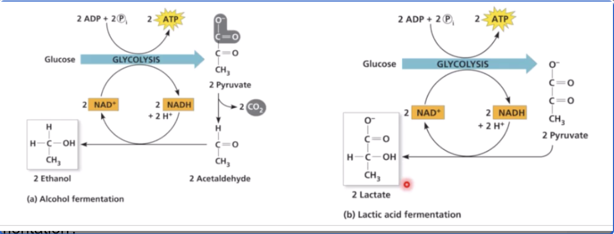 <p>Does not require oxygen </p><p>Skips the electron transport chain, relying solely on substrate-level phosphorylation </p><p>Recycles NADH to NAD+ via electron transfer to pyruvate </p>