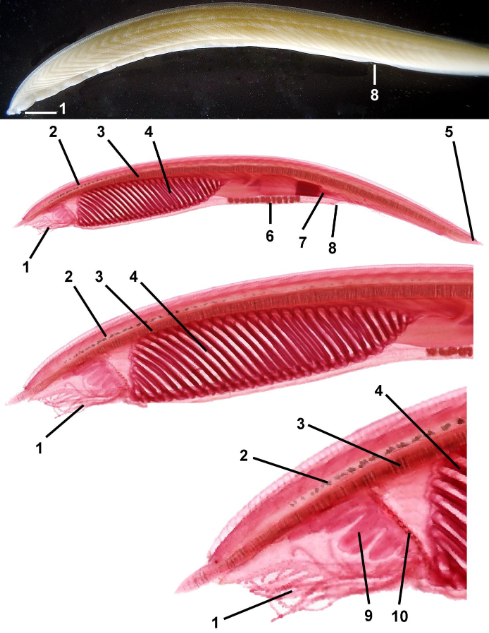 <p>taxa</p><p>label numbers</p>