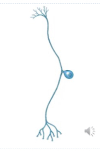 <p>Unipolar Neuron</p>