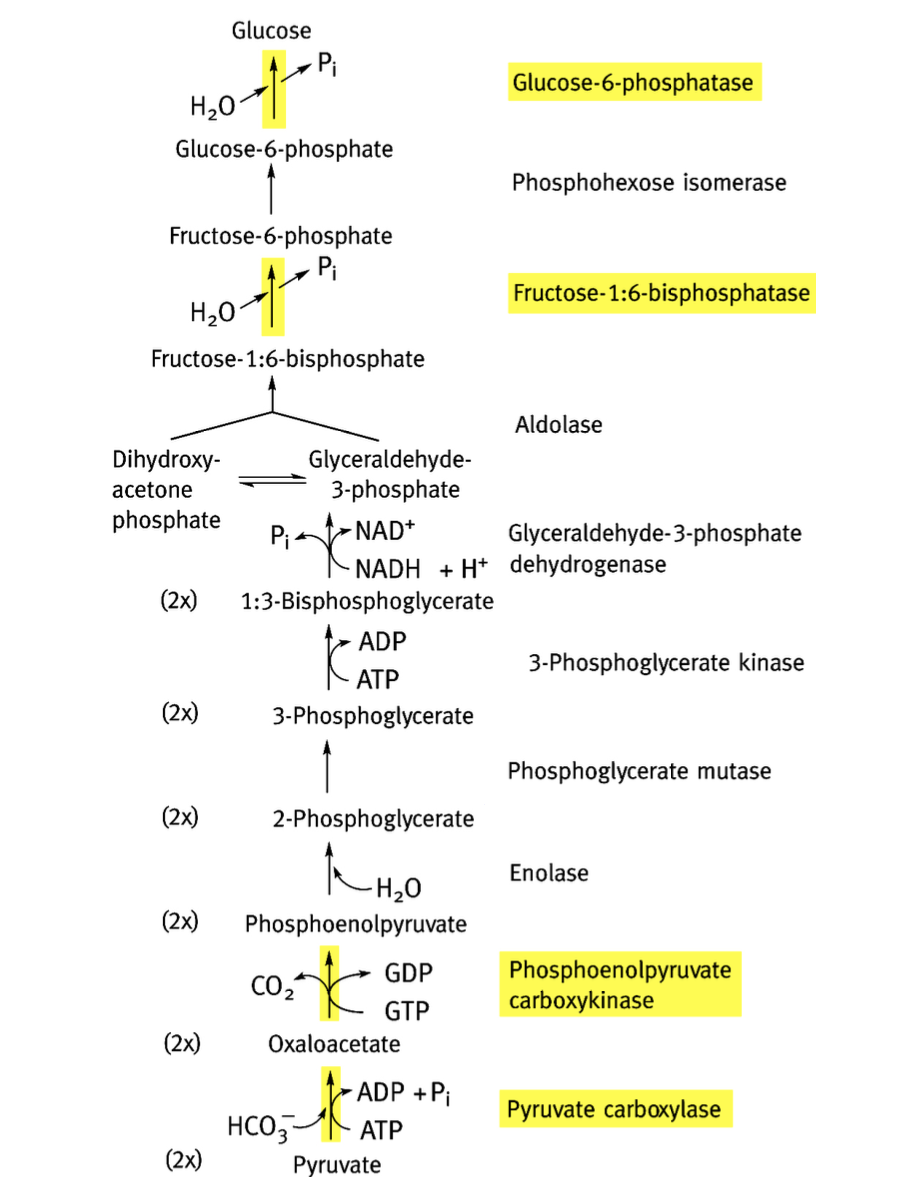 <p>1) Pyruvate → oxaloacétate (carboxylation par pyruvate carboxylase) → PEP (PEP carboxykinase = PEP-CK)</p><p>2) Étapes inverses glycolyse → formation fructose-1,6-biphosphate</p><p>3) F-1,6-BP → fructose-6-phosphate (fructose-1,6-biphosphatase)</p><p>4) F-6-P → G6P (phosphohexose isoméras) [isomérisation]</p><p>5) G6P → Glucose (glucose-6-phosphatase) </p>