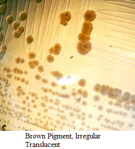 <p>What shape is this?</p>