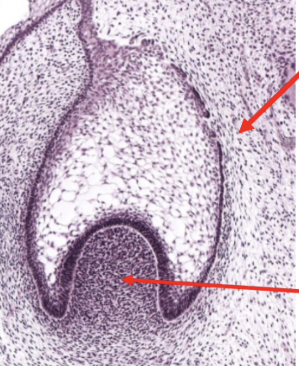 <p>ID the cell region (bottom arrow)</p>