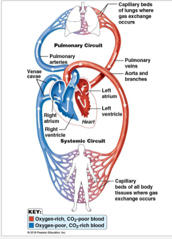 <ol><li><p>Systemic Circulation → carries blood to all tissues for nourishment, then transports deoxygenated blood back to heart</p><ul><li><p>left ventricle → aorta → other arteries → arterioles → capillaries (within tissues) → venules → veins → venae cavae → right atrium</p></li></ul></li><li><p>Pulmonary Circulation → carries deoxygenated blood back to the lungs for gas exchange, then brings oxygenated blood back to the heart</p><ul><li><p>right ventricle → pulmonary trunk → pulmonary arteries → capillaries in lungs → pulmonary vein → left atrium </p></li></ul></li></ol><p></p><p>Circulatory System is Closed Transport System</p><ul><li><p>path of blood flow in systemic circuit</p><ul><li><p>heart → large arteries → medium arteries → arterioles → capillary beds → venules → medium veins → large veins → heart </p></li></ul></li><li><p>substances diffuse across the capillary walls</p><ul><li><p>from blood to tissues: O2 and nutrients</p></li><li><p>from tissues to blood: waste and CO2</p></li></ul></li></ul><p></p>