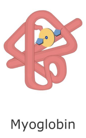 <p>A monomer cytosolic protein found in muscles that folds into one domain, functioning to transport and store O2 within tissue</p>