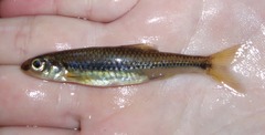 <p>Notropis procne</p>