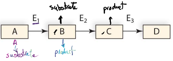 <p>Reactants (Substrates): A to C</p><p>Products: B to D</p><p>Enzymes: E1 to E3</p>