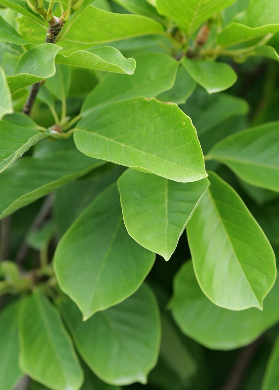 <p>•</p><p>Native to China</p><p>•</p><p>Cultivated in Buddhist gardens for >1,400 years</p><p>•</p><p>Key Characters:</p><p>•</p><p>Deciduous</p><p>•</p><p>Smooth bark</p><p>•</p><p>Rounded leaf bases</p><p>•</p><p>Acuminate leaf tips</p>