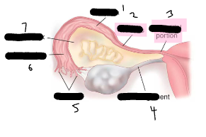 <p>Lable the portions of the Fallopian Tube?</p>