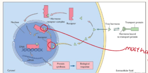 <ol><li><p>hormone released from transport proteins</p></li><li><p>hormone enters cell</p></li><li><p>binds to nuclear receptor</p></li><li><p>bound receptor enters nucleus and binds to DNA</p></li><li><p>transcriptional regulation of target genes</p></li></ol><p></p>