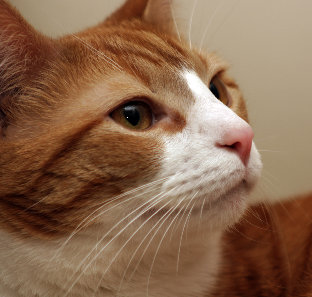 <p>________ or whiskers, are long stiff hairs that serve as tactile receptors</p>