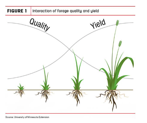 <p>Increases NDF → reduces feed intake</p><p>Increases ADF & Lignin → reduces digestibility</p><p>Reduces CP and soluble carbohydrates → reduces digestibility</p>