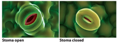 <p>Small openings on the underside of a leaf through which oxygen and carbon dioxide can move</p>