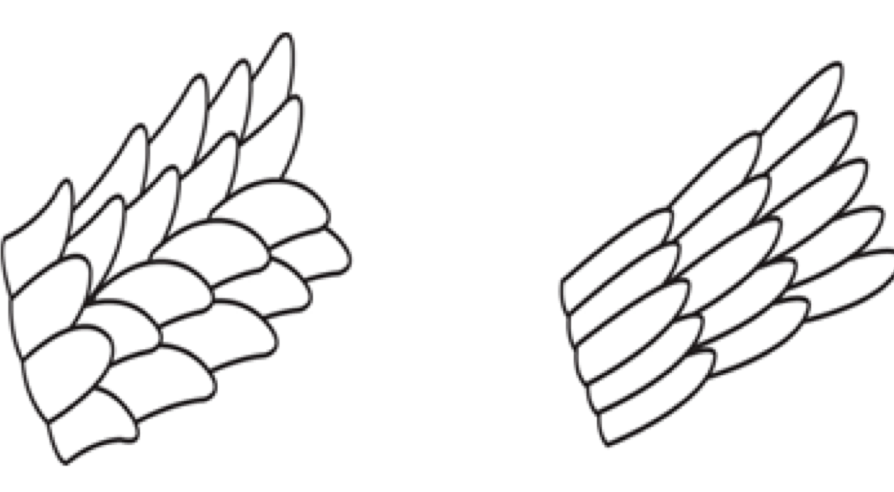 <p>petal like</p><p>cats, seals, other animals</p><p>NEVER in humans</p>