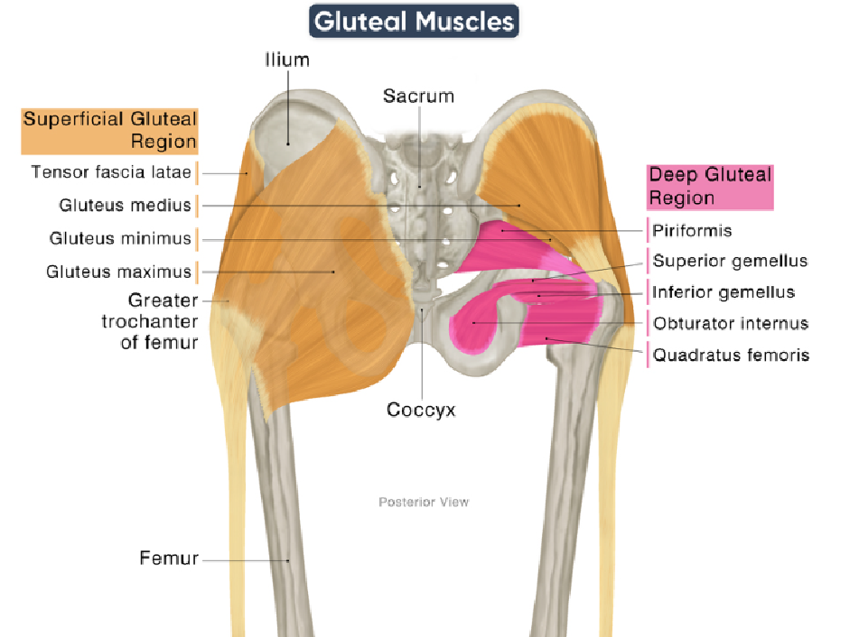 <p>Tensor Fascia Lata distal attachment</p>
