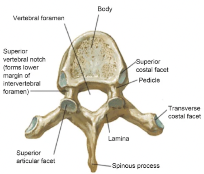 <p>what part of the vertebral column is this bone from? </p>