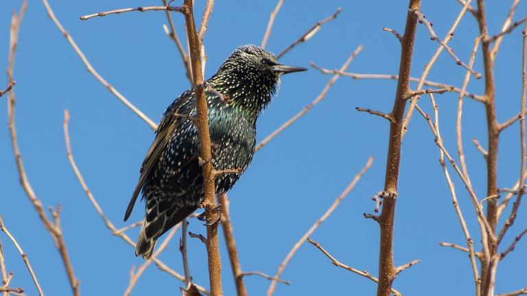 <p>Common name<br>Family</p>